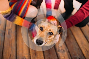 Bright young happy couple playing with dog on the rainy berth in autumn close up. Sea background