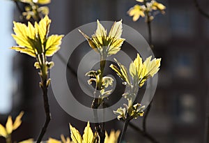 Bright young spring maple leaves backlit by sun