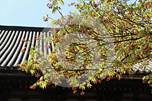 Bright  young spring maple leaves lit by sun