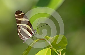 Bright Zebra Longwing butterfly