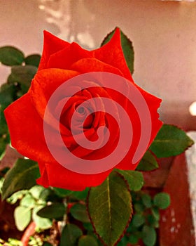 Brighten red rose