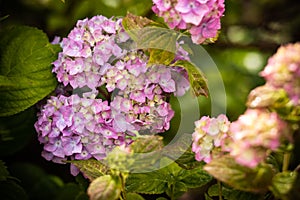 Brightening things up. Pink hydrangea in full bloom. Blossoming flowers in summer garden. Hydrangea blossom on sunny day