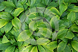 Brightful green leaves as the background pattern