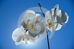Brightful orchid photo