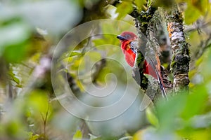 Brightful red Red-headed Trogon perching on a perch in a jungle