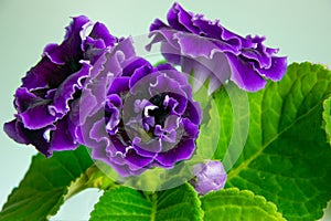 Brightly blooming home flower - purple gloxinia