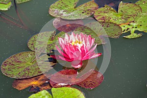 Brightly blooming pink water lily among large green leaves.