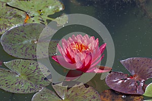 Brightly blooming pink water lily among large green leaves.