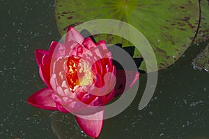 Brightly blooming pink water lily among large green leaves.