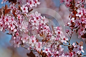 A brightly blooming wild sakura