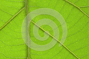 Brightly closeup of teak leaf texture detail
