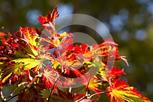 Brightly colored autumn leaves