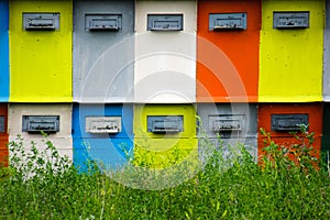 Brightly colored beehives on green grass