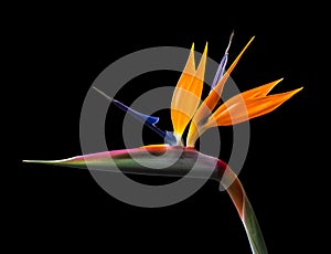 Brightly colored bird of paradise flower closeup backlit