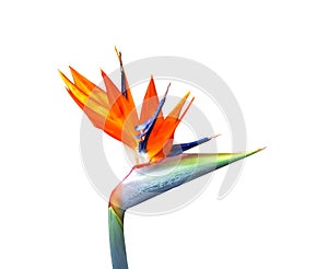 Brightly colored bird of paradise flower closeup