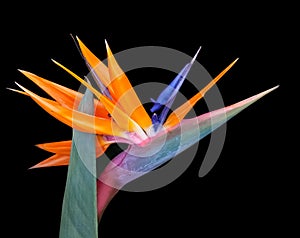 Brightly colored bird of paradise flower closeup