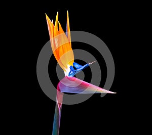 Brightly colored bird of paradise flower closeup