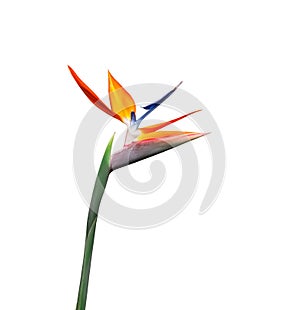 Beautiful bird of paradise flower long stem white background