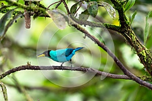 Brightly colored blue bird chirping on a mossy branch