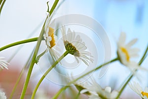 Brightly colored chamomile flowers. side view