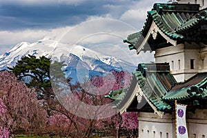 Brightly colored Cherry Blossom and snowcapped volcano around the ancient Hirosaki Castle in Aomori, Japan