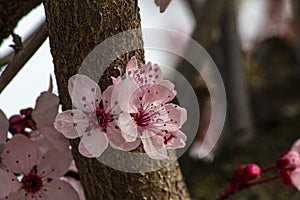 Brightly colored cherry blossoms on the trunk
