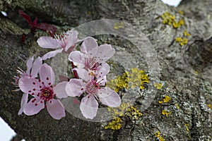 Brightly colored cherry blossoms on trunk with moss