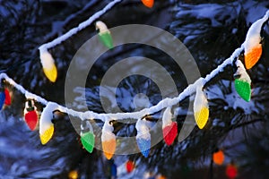 Brightly Colored Christmas Lights Hang From Snow Covered Piine Tree