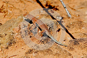 Brightly Colored Desert Lizard