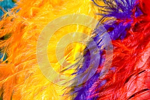 Brightly colored feathers.