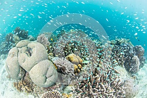 Brightly Colored Fish and Healthy Corals in Indonesia