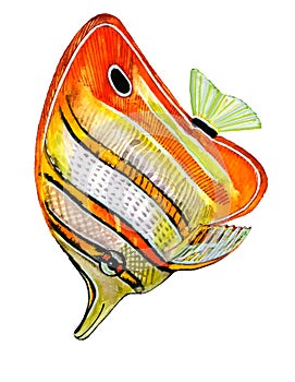 Brightly colored fish with orange stripes with a black outline