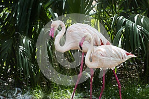 Brightly colored Flamingo Duo Glide through Tropical Foliage