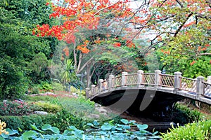 Brightly colored flowers
