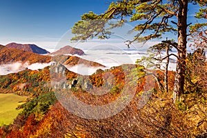 Brightly colored forests of mountain valley in the morning mist