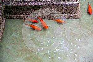 Brightly colored gold fish swimming in a pond photo
