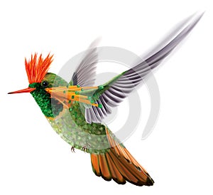 Brightly colored hummingbird tufted coquette Lophornis ornatus