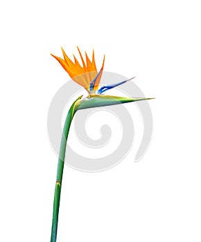 Brightly colored long stem bird of paradise flower closeup