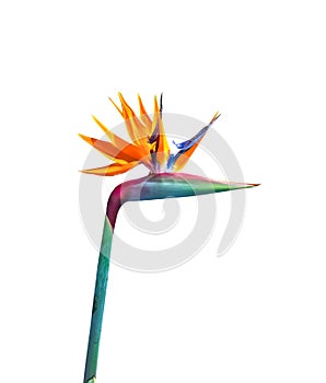 Brightly colored long stem bird of paradise flower closeup