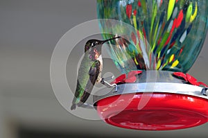 California Wildlife Series - Anna Hummingbird at Hummingbird Feeder - Calypte Anna