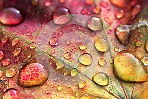 Brightly colored maple leaf in autumn with water drops