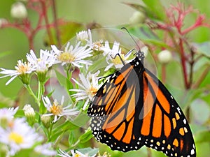 Brightly colored Monarch Butterfly during migration