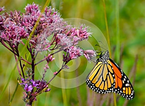 Brightly colored Monarch clutching Joe Pye Weed pink flower photo