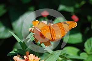 A bright orange butterfly with black markings sitting on a peach flower.