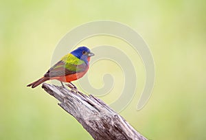 Painted Bunting bird perched on a piece of wood photo