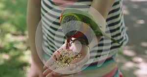 A brightly colored rainbow lorikeet, a type of parrot native to Australia, eats birdseed from the palm of a young girls hand