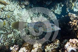 Brightly colored scrawled filefish aluterus scriptus, scribbled leatherjacket, broomtail swimming in tropical waters, Red Sea,