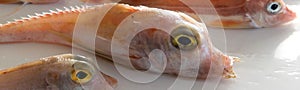 Brightly colored sea fish - Red Gurnard, on white background photo