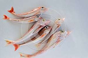 Brightly colored sea fish - Red Gurnard, on white background photo