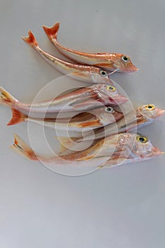 Brightly colored sea fish - Red Gurnard, on white background photo